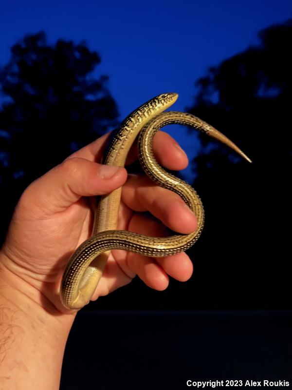 Eastern Glass Lizard (Ophisaurus ventralis)