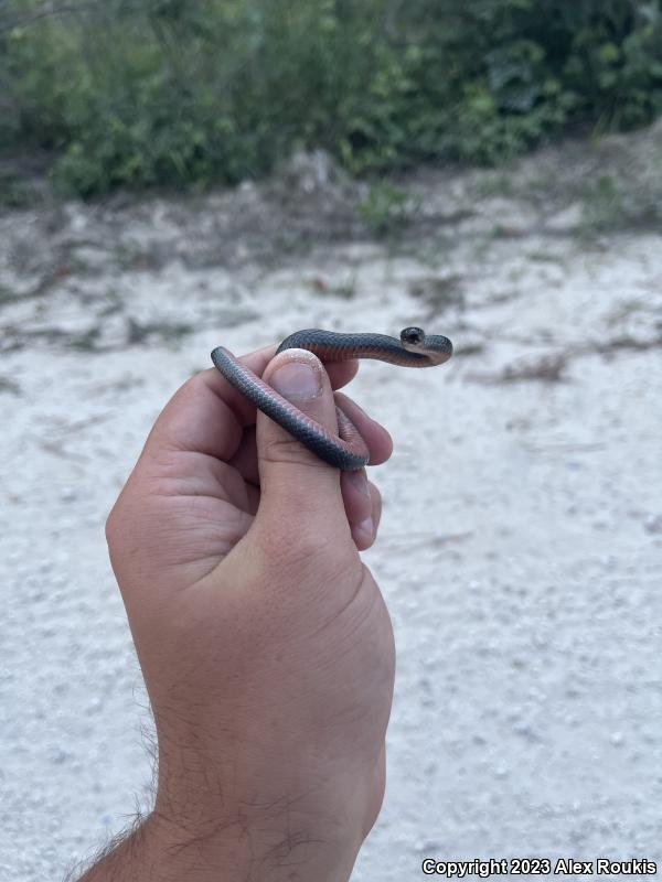 North Florida Swampsnake (Seminatrix pygaea pygaea)