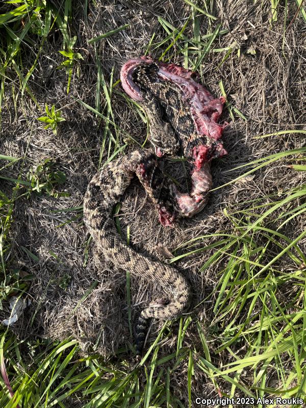 Eastern Diamond-backed Rattlesnake (Crotalus adamanteus)