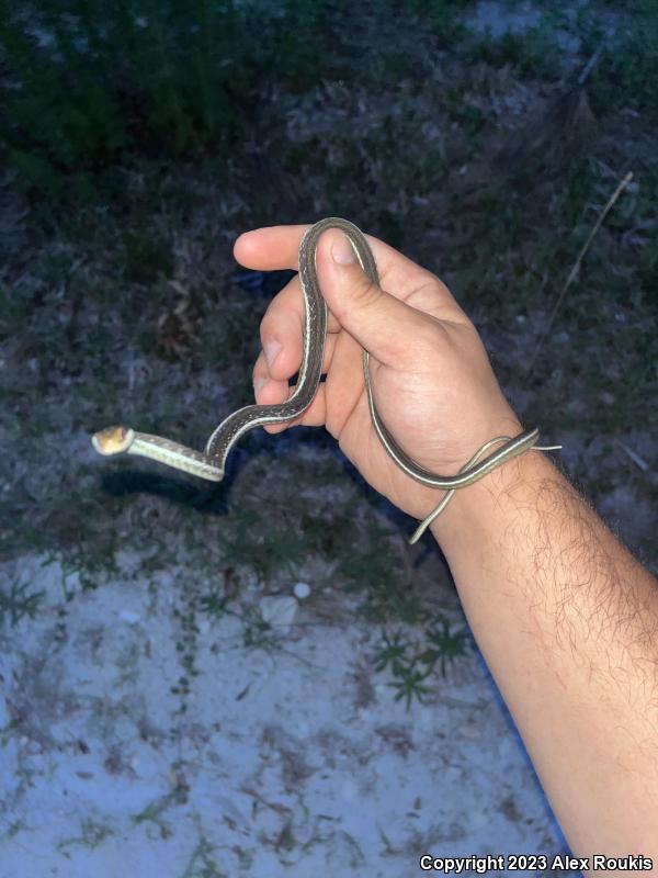 Blue-striped Ribbonsnake (Thamnophis sauritus nitae)