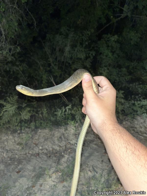 Florida Green Watersnake (Nerodia floridana)