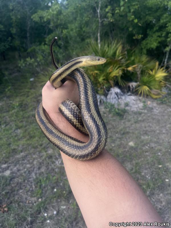 Yellow Ratsnake (Pantherophis obsoletus quadrivittatus)