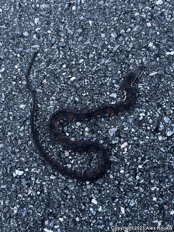 Florida Watersnake (Nerodia fasciata pictiventris)