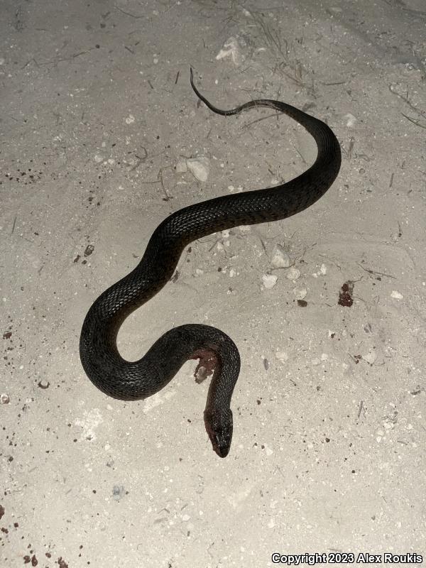 Florida Green Watersnake (Nerodia floridana)