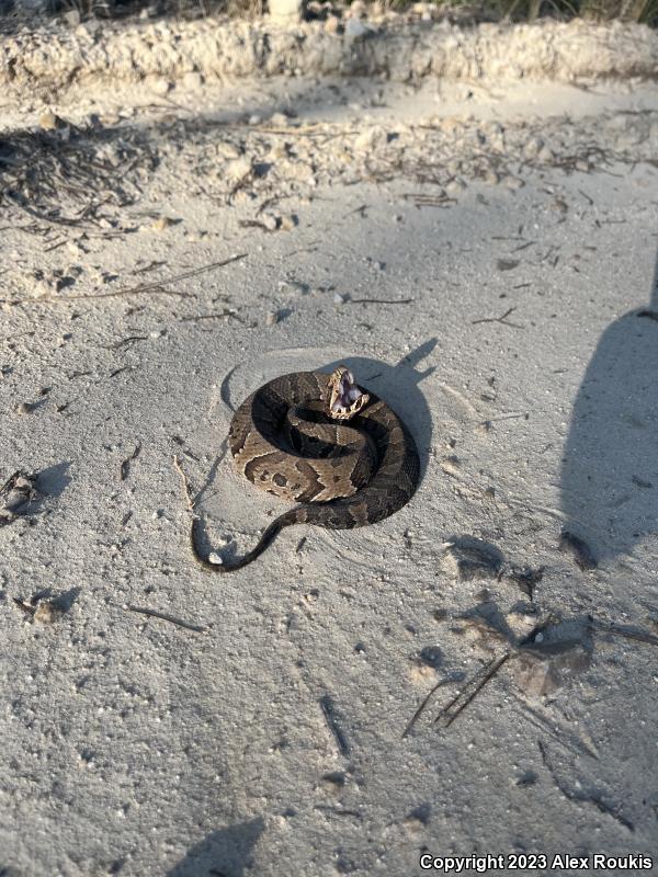 Florida Cottonmouth (Agkistrodon piscivorus conanti)