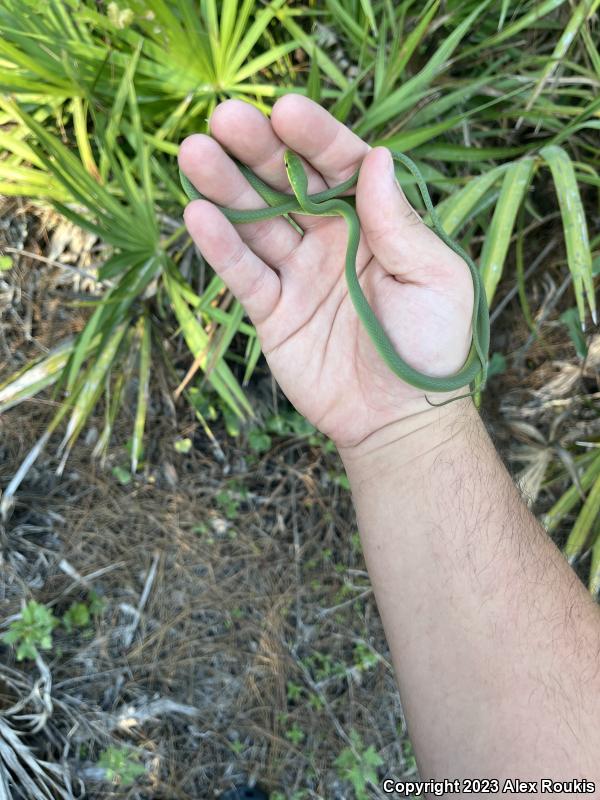 Florida Rough Greensnake (Opheodrys aestivus carinatus)