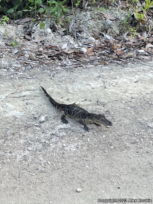 American Alligator (Alligator mississippiensis)