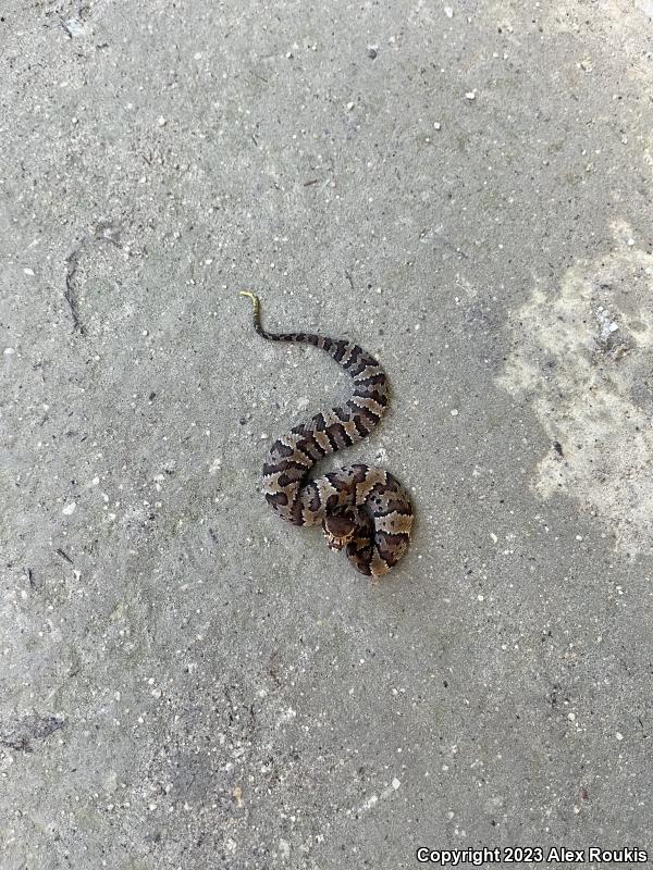 Florida Cottonmouth (Agkistrodon piscivorus conanti)