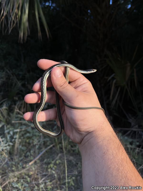 Blue-striped Ribbonsnake (Thamnophis sauritus nitae)