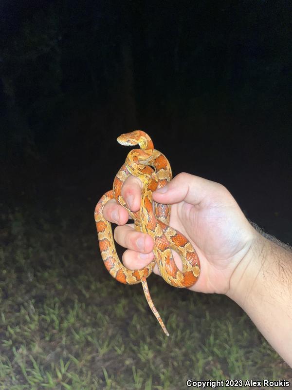 Red Cornsnake (Pantherophis guttatus)