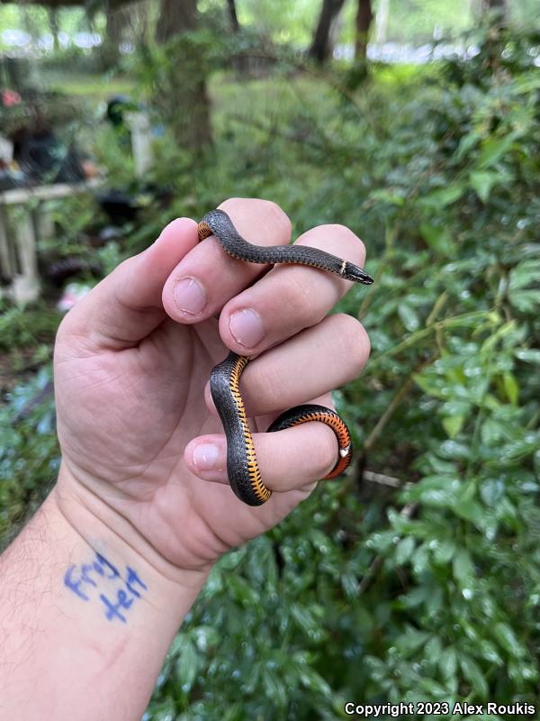 Southern Ring-necked Snake (Diadophis punctatus punctatus)