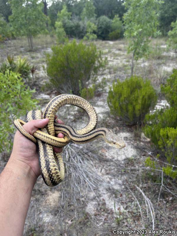 Yellow Ratsnake (Pantherophis obsoletus quadrivittatus)