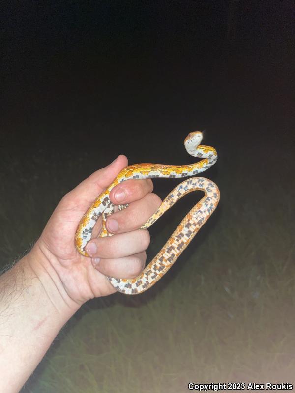 Red Cornsnake (Pantherophis guttatus)