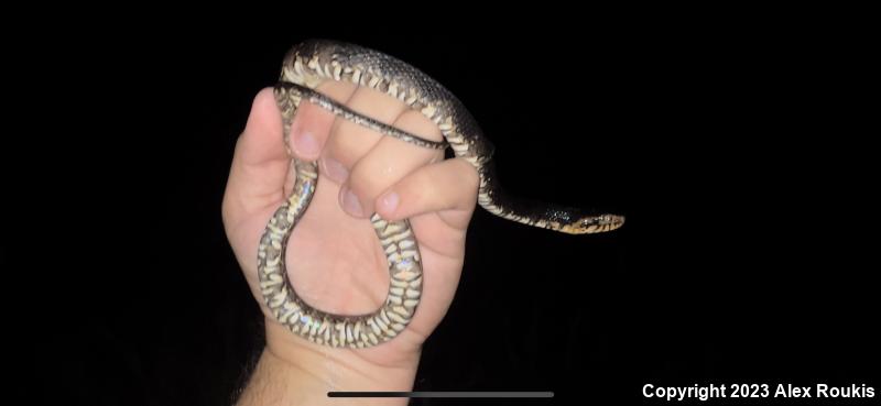 Florida Watersnake (Nerodia fasciata pictiventris)