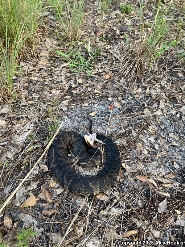 Florida Cottonmouth (Agkistrodon piscivorus conanti)