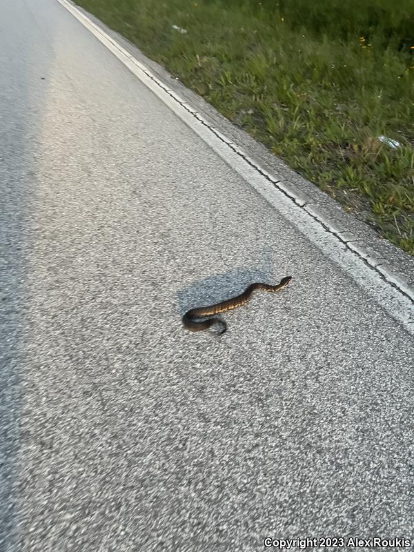 Florida Cottonmouth (Agkistrodon piscivorus conanti)