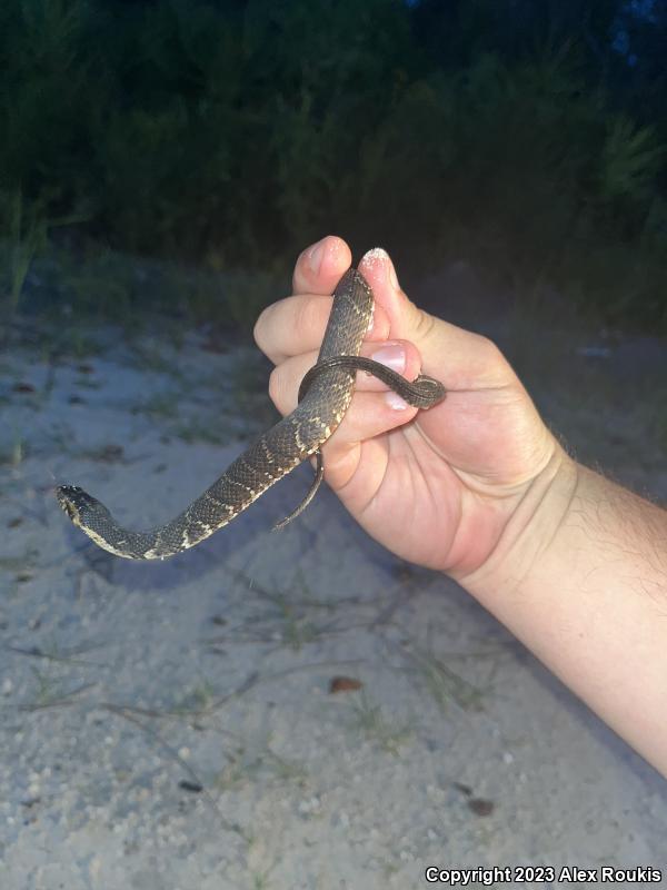 Florida Watersnake (Nerodia fasciata pictiventris)