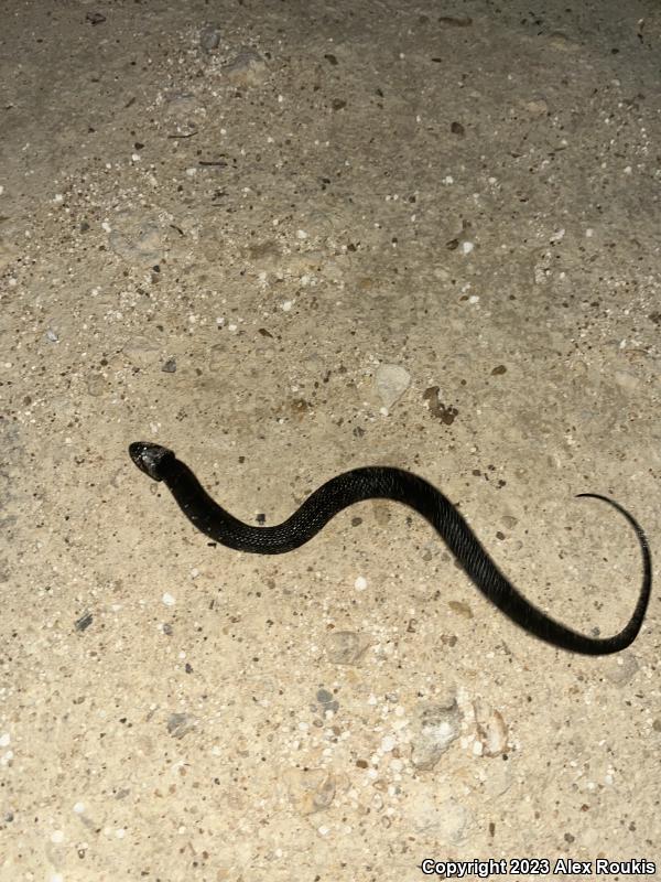 Florida Watersnake (Nerodia fasciata pictiventris)