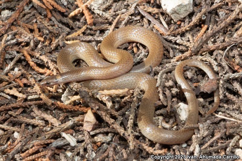 Chihuahuan Black-headed Snake (Tantilla wilcoxi)