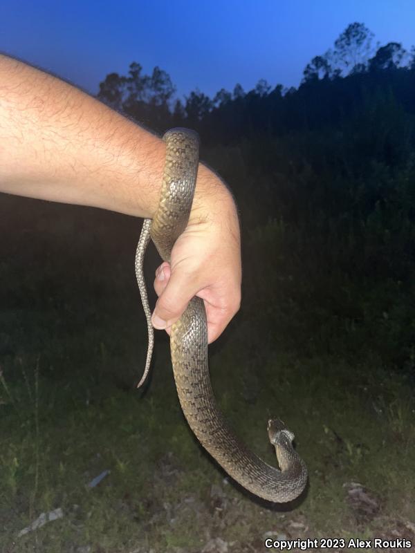 Florida Green Watersnake (Nerodia floridana)