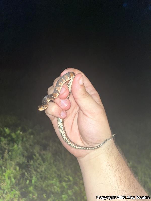 Florida Watersnake (Nerodia fasciata pictiventris)