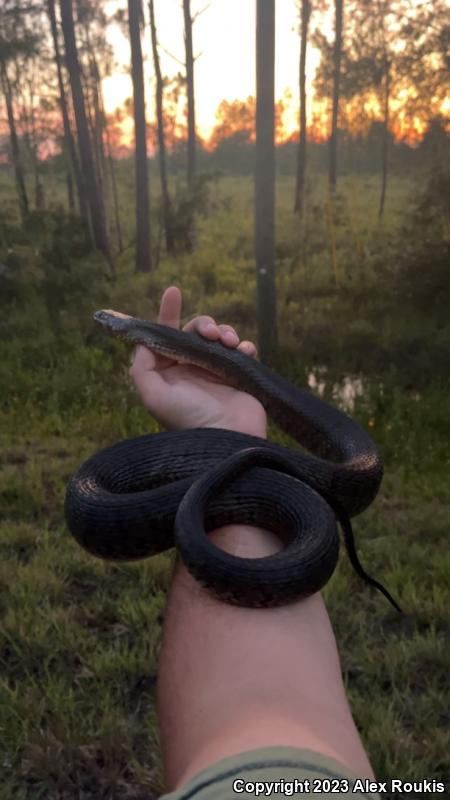 Florida Green Watersnake (Nerodia floridana)