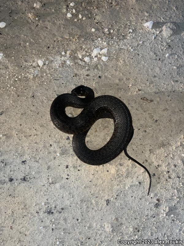 Florida Green Watersnake (Nerodia floridana)