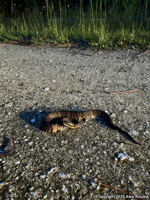 Florida Cottonmouth (Agkistrodon piscivorus conanti)