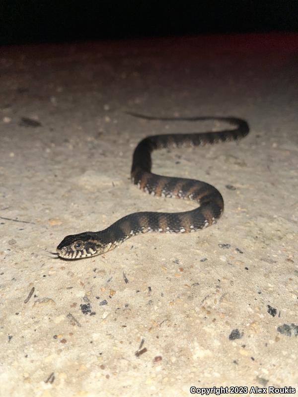 Florida Watersnake (Nerodia fasciata pictiventris)