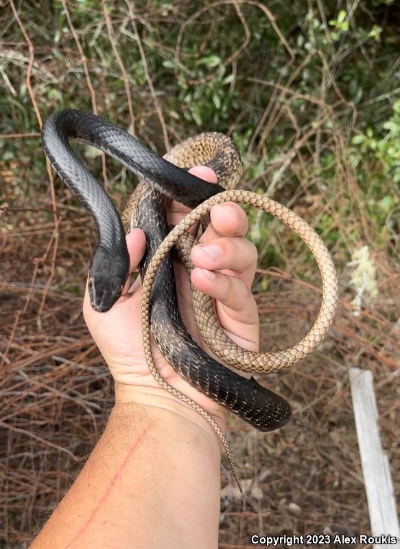 Eastern Coachwhip (Coluber flagellum flagellum)