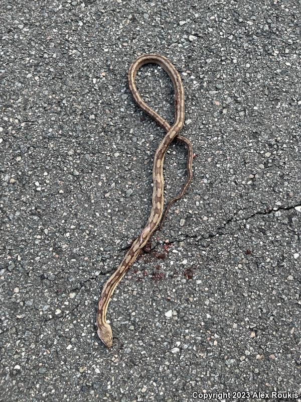 Yellow Ratsnake (Pantherophis obsoletus quadrivittatus)