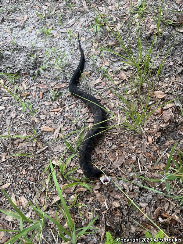 Florida Cottonmouth (Agkistrodon piscivorus conanti)