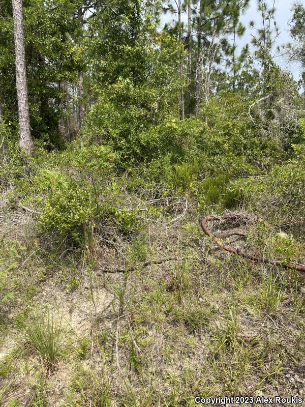 Eastern Coachwhip (Coluber flagellum flagellum)