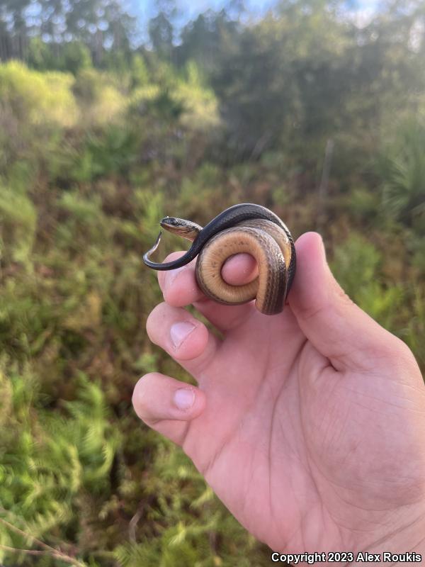 Striped Crayfish Snake (Regina alleni)