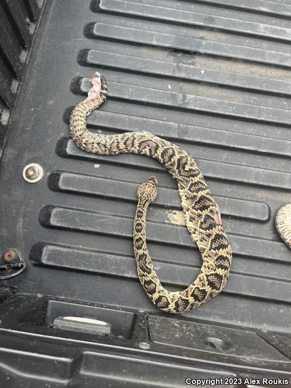 Eastern Diamond-backed Rattlesnake (Crotalus adamanteus)