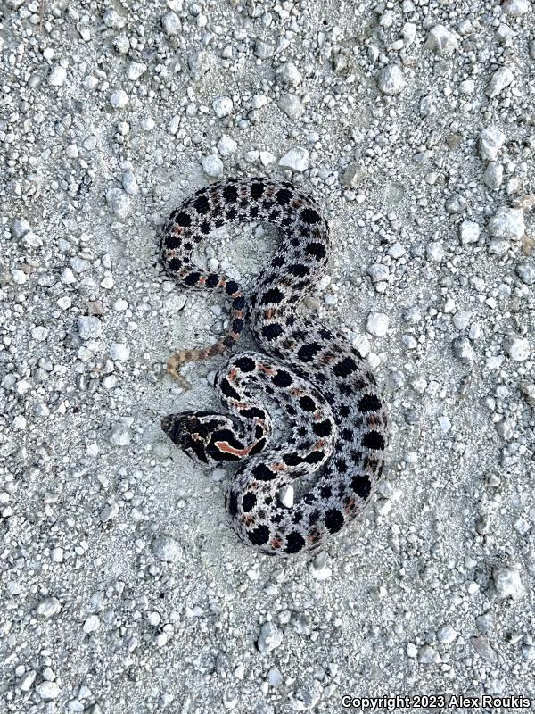 Dusky Pigmy Rattlesnake (Sistrurus miliarius barbouri)