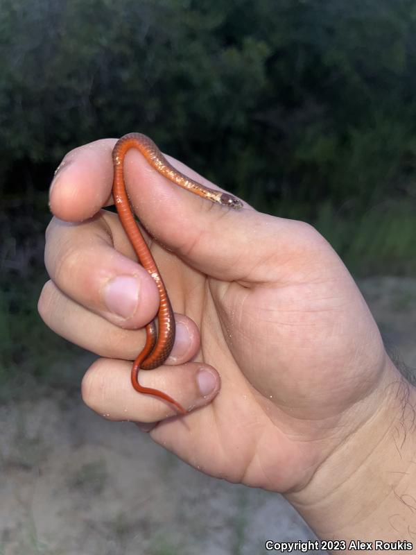 Florida Red-bellied Snake (Storeria occipitomaculata obscura)