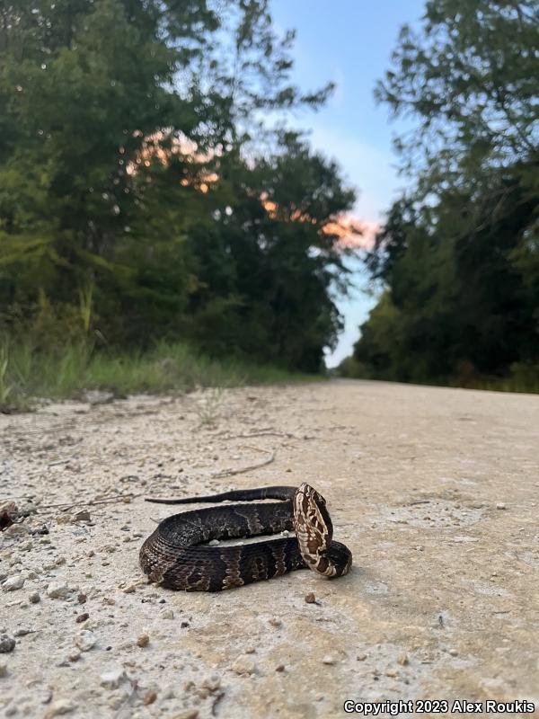 Florida Cottonmouth (Agkistrodon piscivorus conanti)