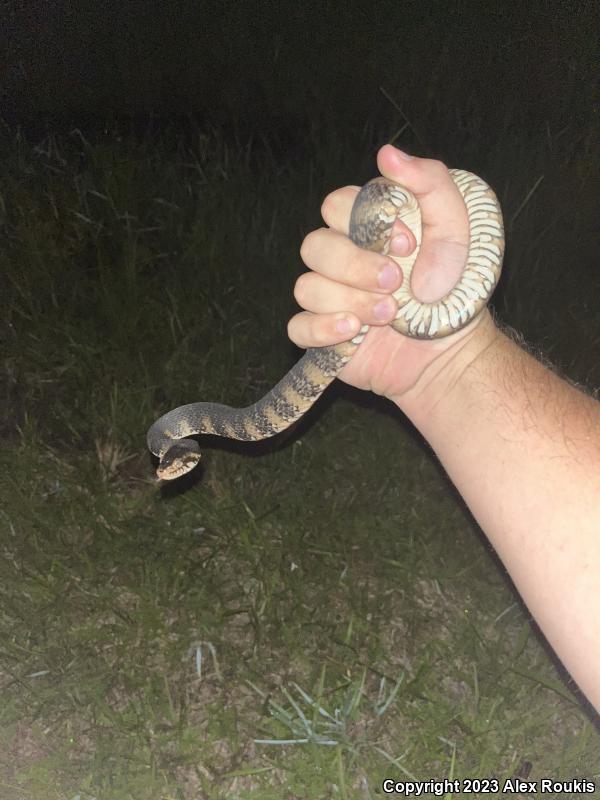 Florida Watersnake (Nerodia fasciata pictiventris)