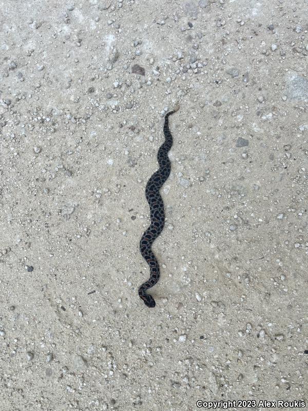 Dusky Pigmy Rattlesnake (Sistrurus miliarius barbouri)