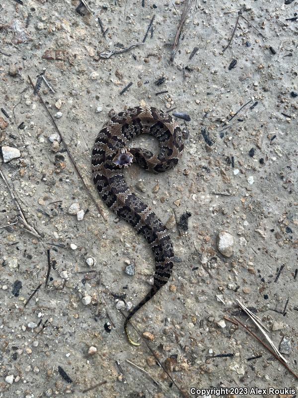 Florida Cottonmouth (Agkistrodon piscivorus conanti)