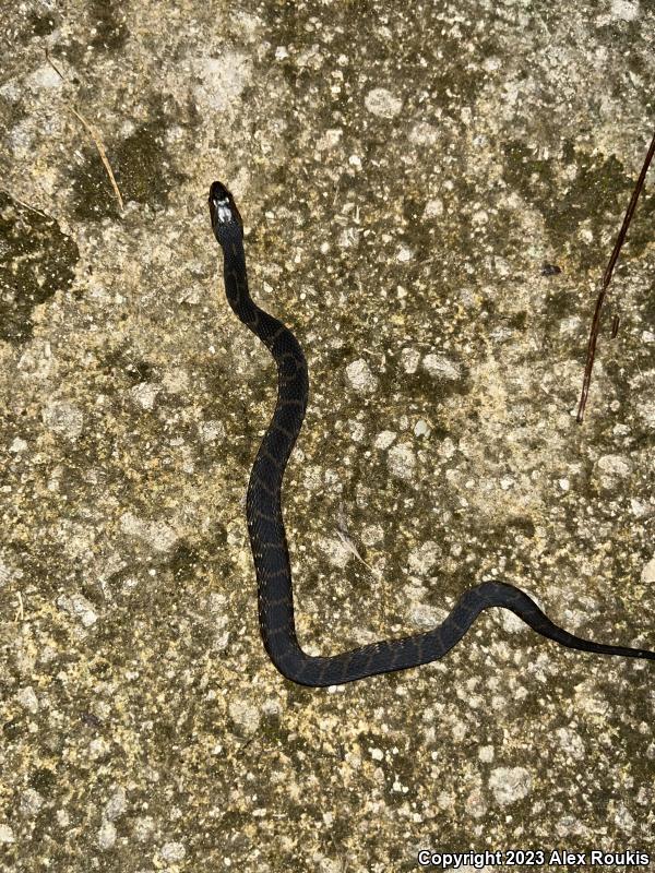 Florida Watersnake (Nerodia fasciata pictiventris)