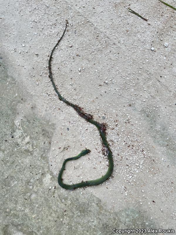 Florida Rough Greensnake (Opheodrys aestivus carinatus)