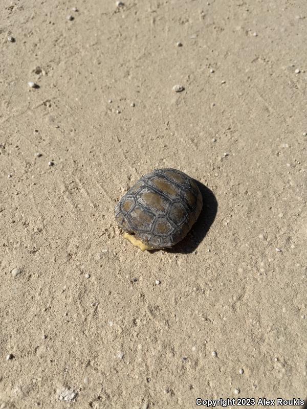 Gopher Tortoise (Gopherus polyphemus)