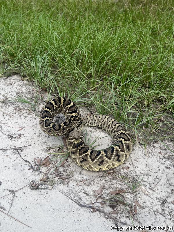 Eastern Diamond-backed Rattlesnake (Crotalus adamanteus)