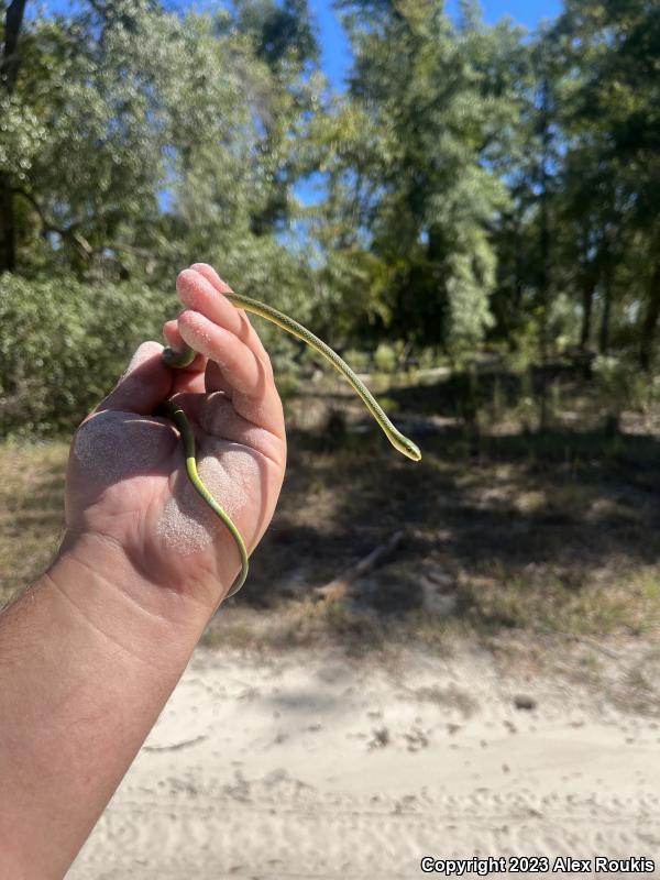 Florida Rough Greensnake (Opheodrys aestivus carinatus)