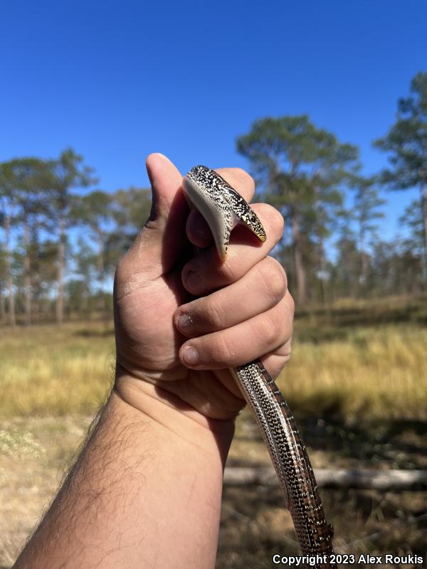 Eastern Glass Lizard (Ophisaurus ventralis)