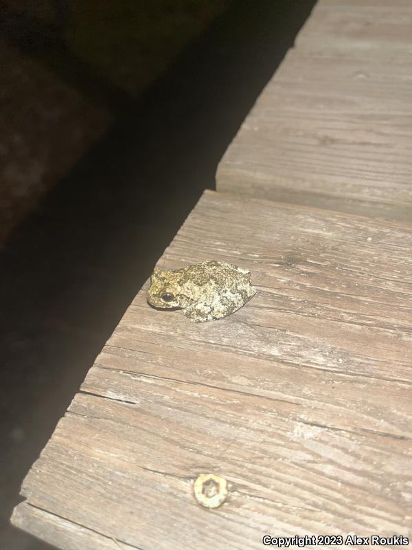 Cope's Gray Treefrog (Hyla chrysoscelis)