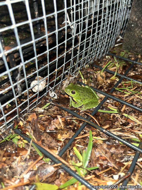 Barking Treefrog (Hyla gratiosa)