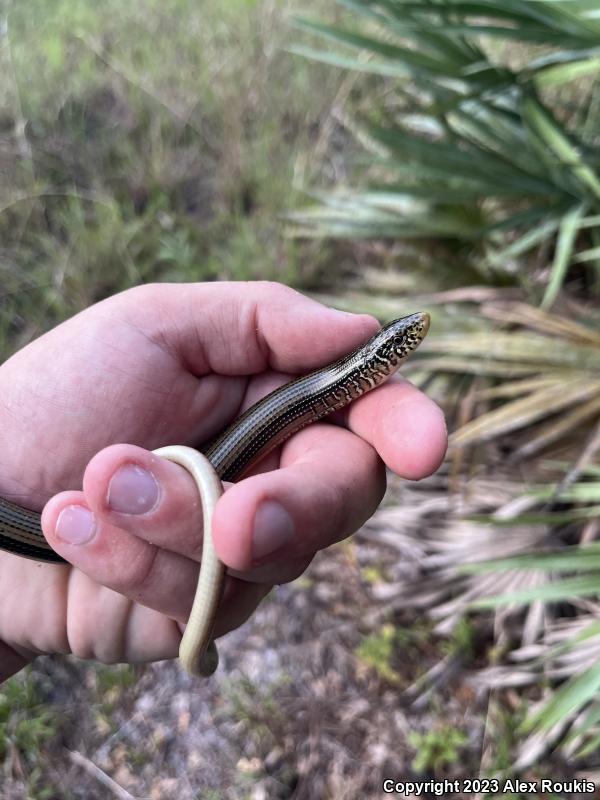 Eastern Glass Lizard (Ophisaurus ventralis)